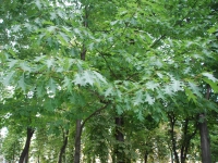 Киев, лето 2009. Неизвестное дерево